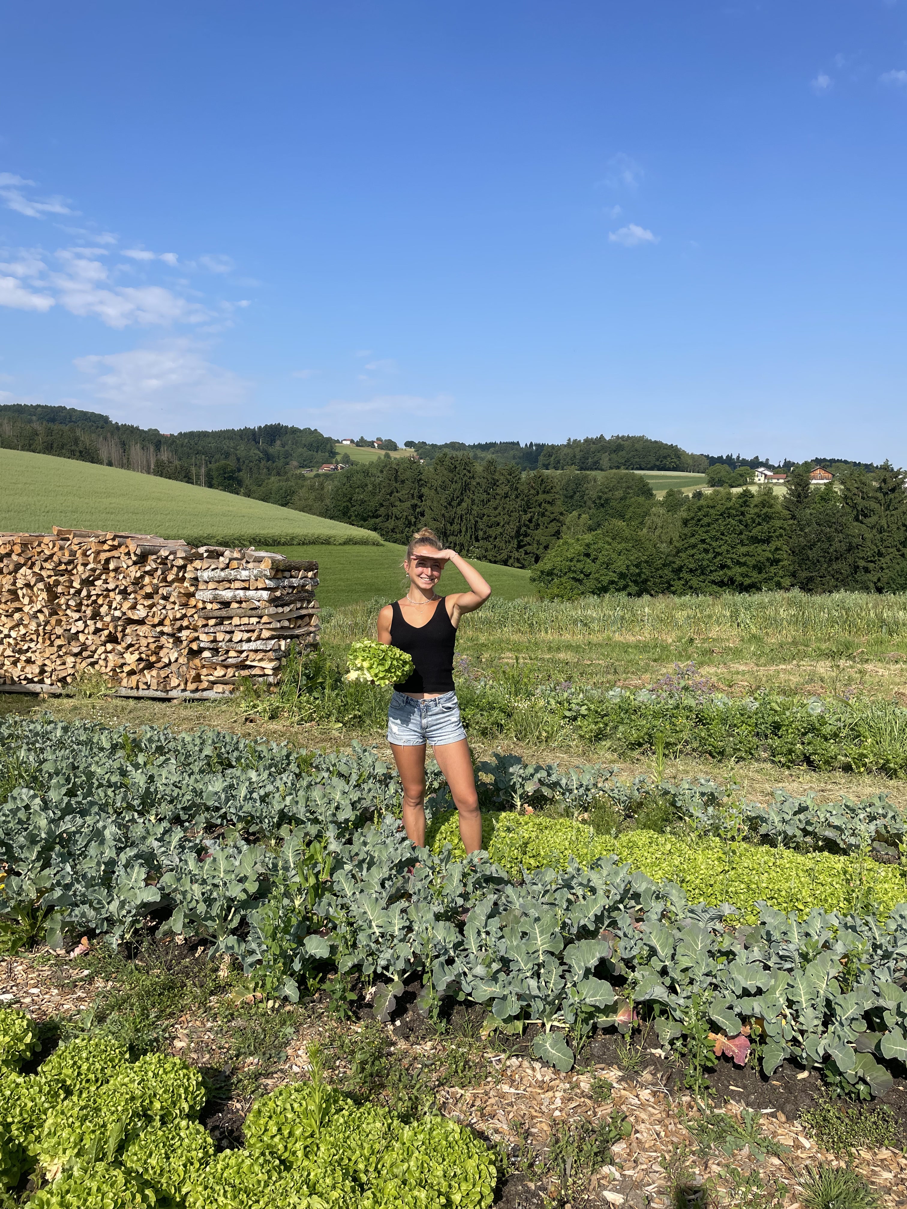 Frau erntet Salat auf biozertifiziertem Bauernhof mit Holzstapel und grünen Feldern bei blauem Himmel.