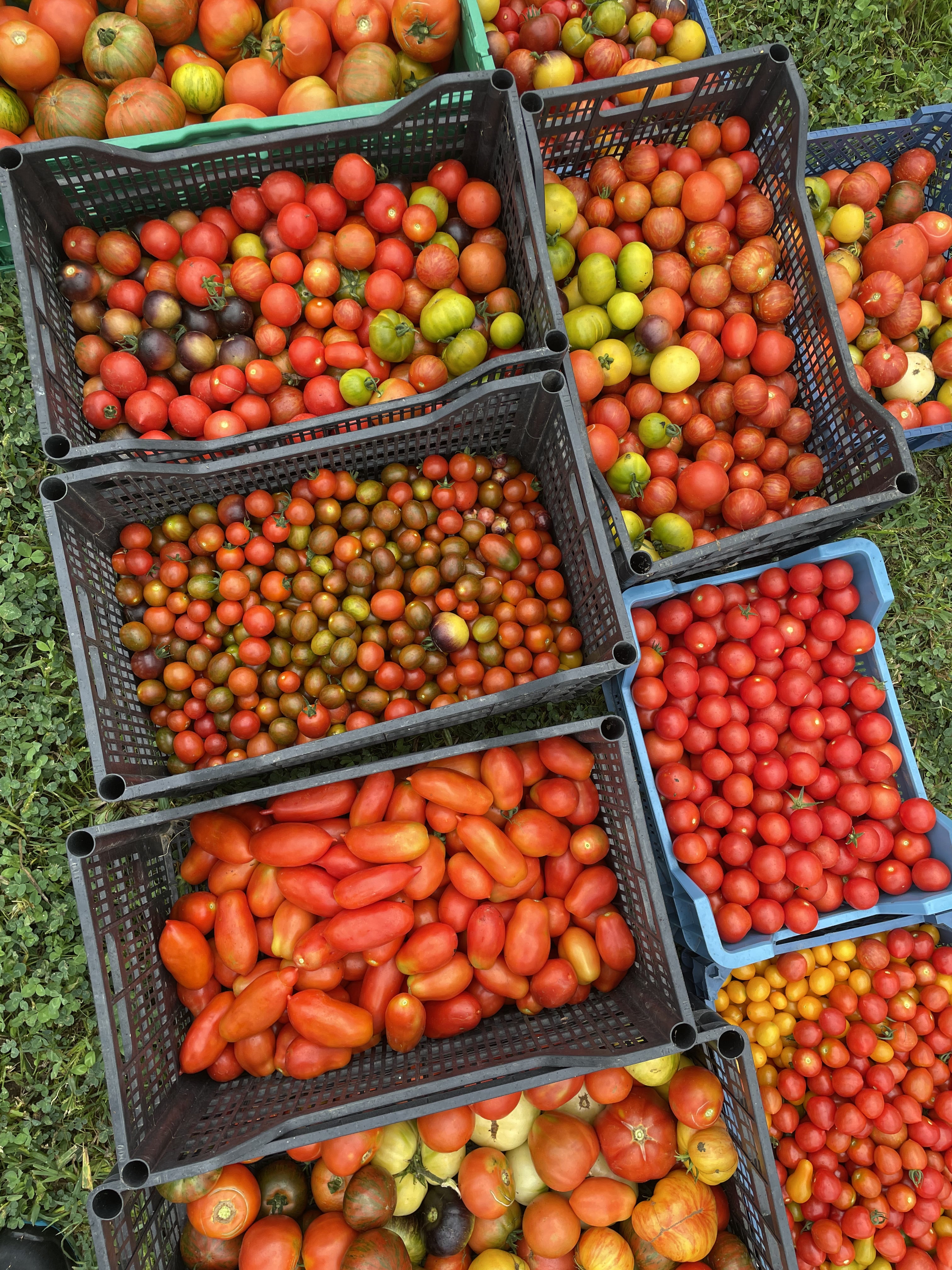 Vielfalt bunter Bio-Tomaten in Körben auf dem Fischl Biohof, Niederbayern.