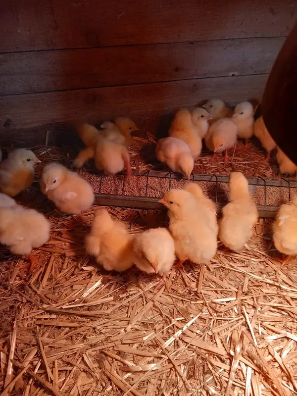 Mehrere gelbe Küken auf Stroh mit Futter in einem Holzstall auf dem Bio-Bauernhof Fischl in Niederbayern.